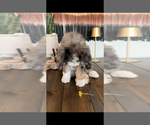 Small #4 Bernedoodle