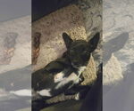 Small #2 Mutt