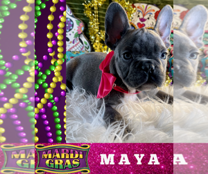 French Bulldog Puppy for sale in HEATHROW, FL, USA