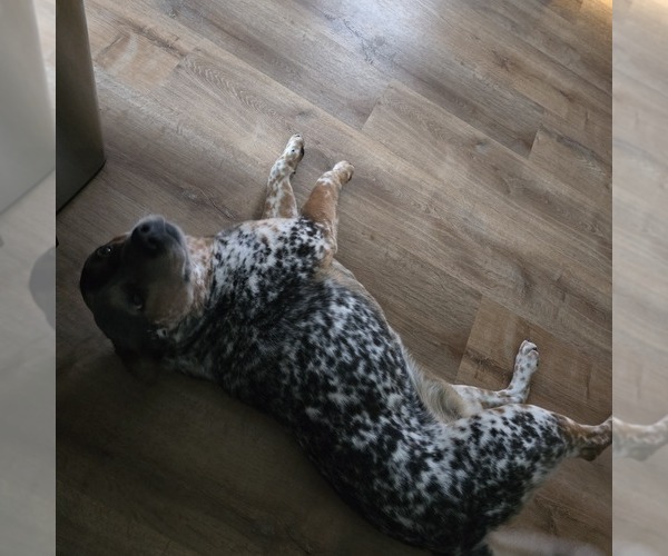 Medium Photo #1 Australian Cattle Dog Puppy For Sale in PUYALLUP, WA, USA