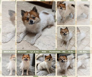Pomeranian-Unknown Mix Dogs for adoption in Mesa, AZ, USA