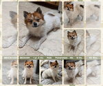 BECKHAM - Male Pomeranian-Unknown Mix Dog for Adoption - Small photo