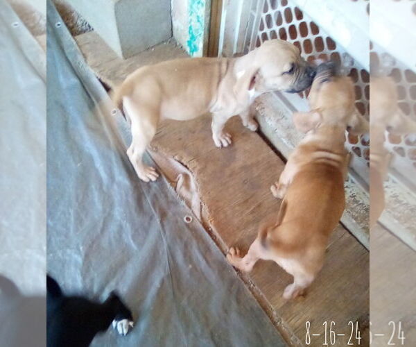 Medium Photo #8 Bulldog-Unknown Mix Puppy For Sale in Apple Valley, CA, USA