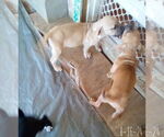 Small #7 Bulldog Mix