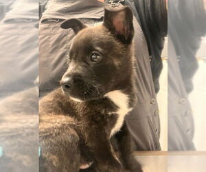 American Pit Bull Terrier-Unknown Mix Dogs for adoption in Alameda, CA, USA