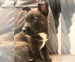 Small American Pit Bull Terrier Mix