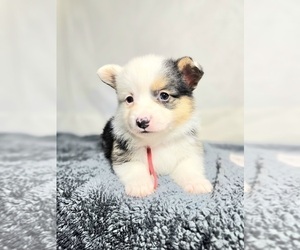 Pembroke Welsh Corgi Puppy for sale in VALLEY, WA, USA