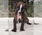 Image preview for Ad Listing. Nickname: AKC Atlas
