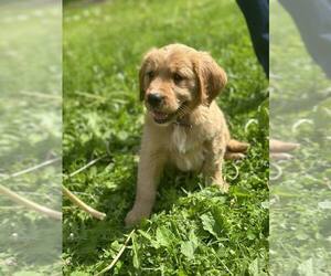 Golden Retriever Puppy for sale in WAUSAU, WI, USA