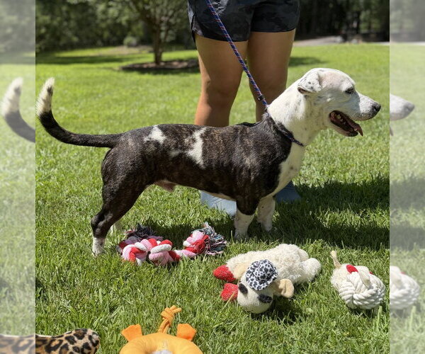 Medium Photo #2 Mutt Puppy For Sale in Yardley, PA, USA