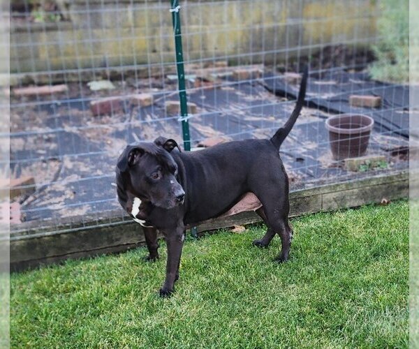 Medium Photo #8 American Pit Bull Terrier-American Staffordshire Terrier Mix Puppy For Sale in Caldwell, NJ, USA