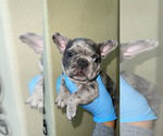 Small Photo #4 French Bulldog Puppy For Sale in ELK GROVE, CA, USA