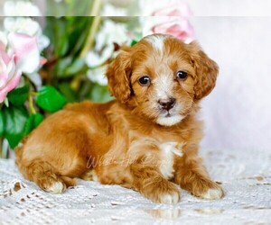 Cavapoo Puppy for sale in DENVER, PA, USA