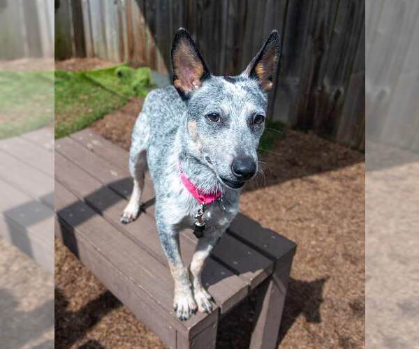 Medium Photo #4 Jack Russell Terrier-Unknown Mix Puppy For Sale in Kennesaw, GA, USA