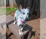 Small #3 Jack Russell Terrier Mix