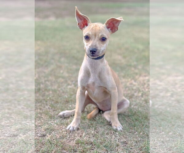 Medium Photo #2 Chug Puppy For Sale in PIPE CREEK, TX, USA
