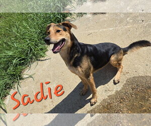 Sadie - Female Mutt Dog for Adoption - Photo #2