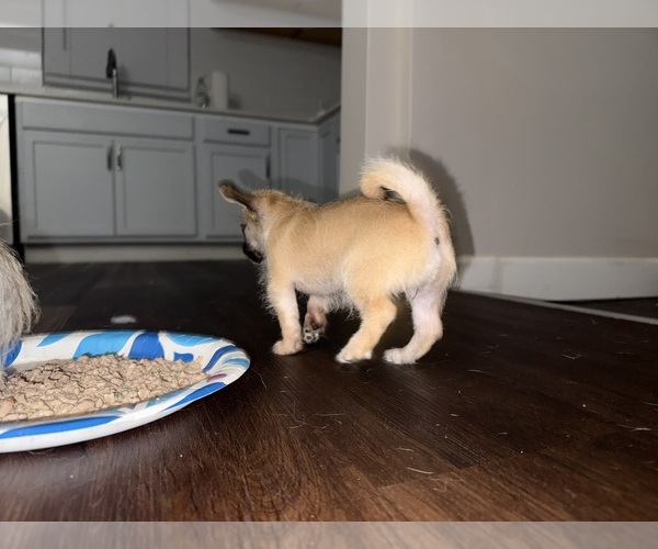 Medium Photo #5 Mal-Shi-YorkiePoo Mix Puppy For Sale in ATLANTA, GA, USA