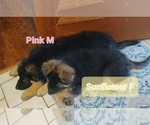 Small Photo #6 German Shepherd Dog Puppy For Sale in LACEY, WA, USA