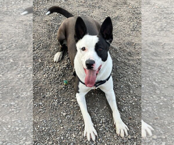 Medium Photo #13 Mutt Puppy For Sale in Elmsford, NY, USA