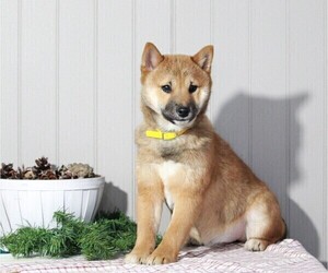 Shiba Inu Puppy for sale in FREDERICKSBG, OH, USA