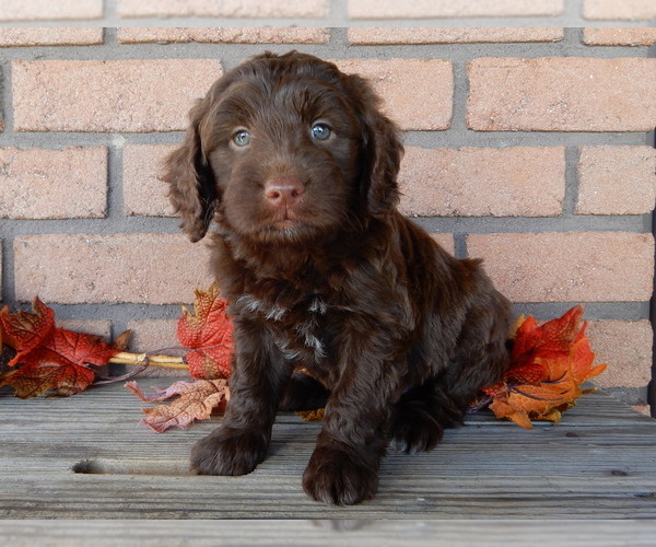 Medium Photo #2 Labradoodle Puppy For Sale in MILLERSBURG, OH, USA