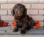 Small #1 Labradoodle