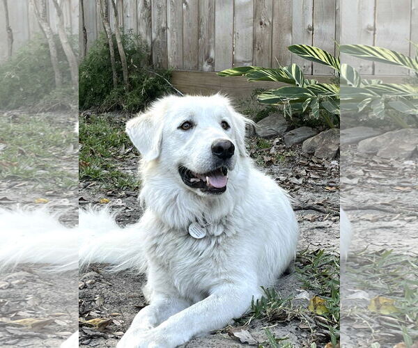 Medium Photo #4 Great Pyrenees Puppy For Sale in Spring, TX, USA