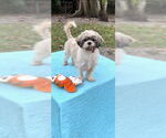 Small #10 Shih Tzu