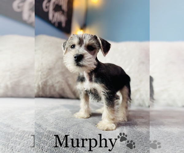 Medium Photo #4 Schnauzer (Miniature) Puppy For Sale in COOKEVILLE, TN, USA