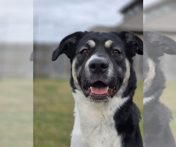 Medium Photo #3 Anatolian Shepherd-Unknown Mix Puppy For Sale in The Woodlands, TX, USA