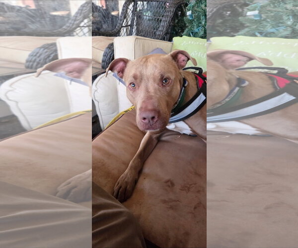 Medium Photo #2 Staffordshire Bull Terrier-Unknown Mix Puppy For Sale in Thomasville, NC, USA