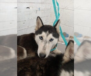 Siberian Husky-Unknown Mix Dogs for adoption in San Bernardino, CA, USA
