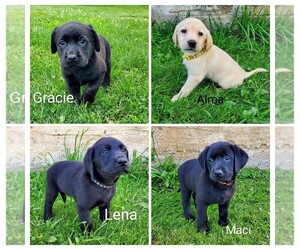 Labrador Retriever Litter for sale in CATO, NY, USA