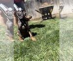 Small #6 Doberman Pinscher