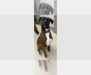 Boxer Dogs for adoption in Austin, TX, USA