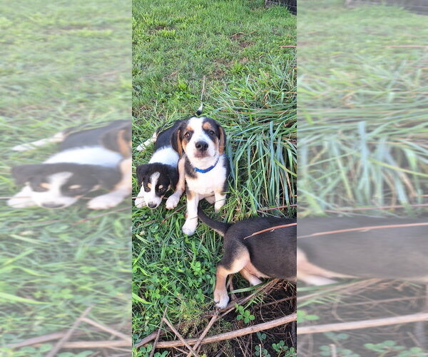 Medium Photo #4 Australian Shepherd-Unknown Mix Puppy For Sale in Aurora, IN, USA