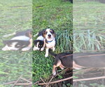 Small #3 Australian Shepherd Mix