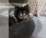 Small #2 Pomeranian