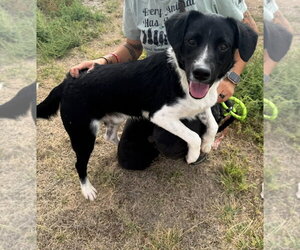 Border Collie-Unknown Mix Dogs for adoption in Grafton, WI, USA