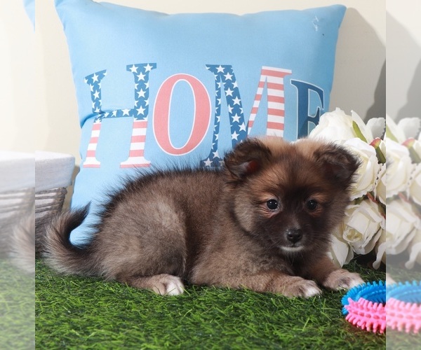 Medium Photo #4 Pomeranian Puppy For Sale in MOUNT VERNON, OH, USA