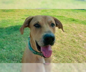 Black Mouth Cur Dogs for adoption in Temple, TX, USA