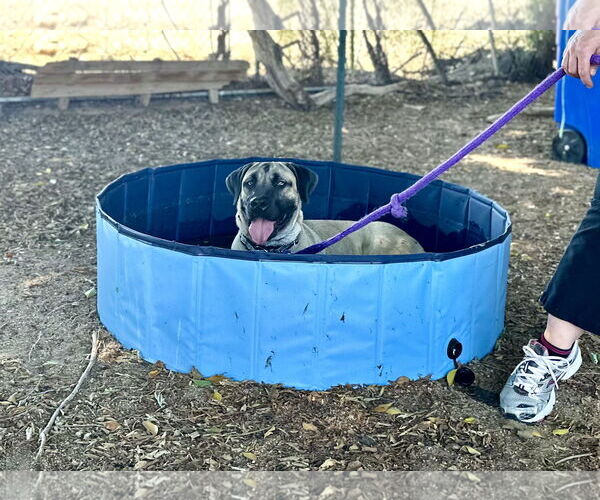 Medium Photo #8 Mutt Puppy For Sale in Goodyear, AZ, USA