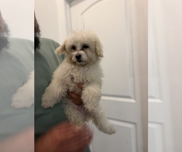 Medium Photo #1 Maltipoo (Miniature) Puppy For Sale in DEL VALLE, TX, USA