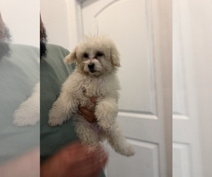 Maltipoo (Miniature) Puppy for sale in DEL VALLE, TX, USA
