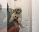 Image preview for Ad Listing. Nickname: Lola