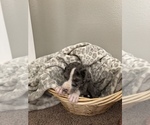 Small Photo #3 Great Dane Puppy For Sale in RIVERVIEW, FL, USA