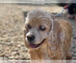 Cocker Spaniel Dogs for adoption in Lewistown, PA, USA