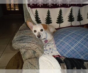 Ava - Female Jack Chi Dog for Adoption - Photo #3
