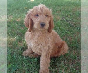 Goldendoodle-Poodle (Standard) Mix Puppy for sale in THORP, WI, USA